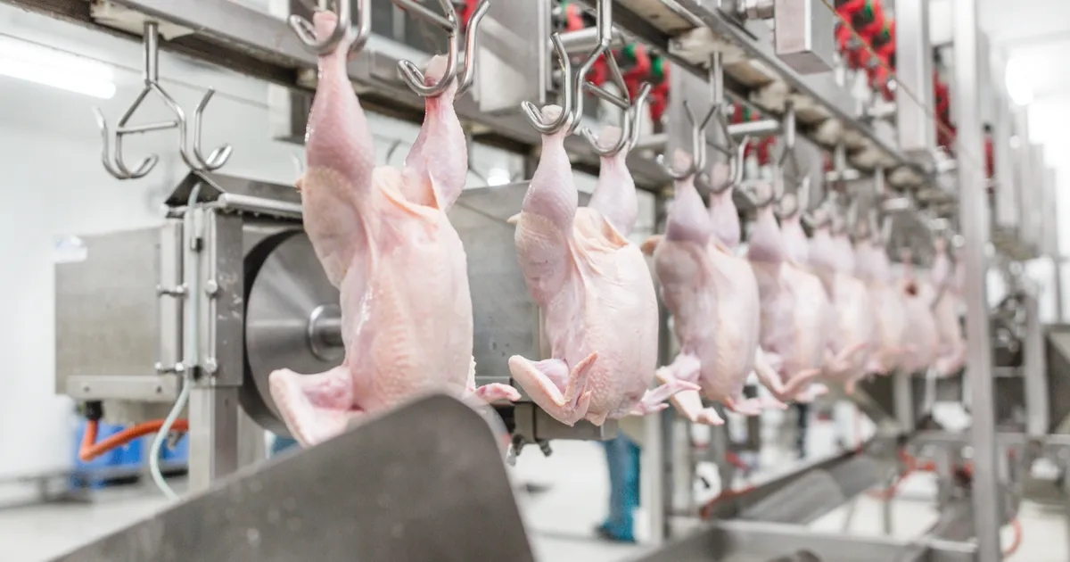 poultry_articles_post-production-and-products_poultry-processing-12.webp.jpg